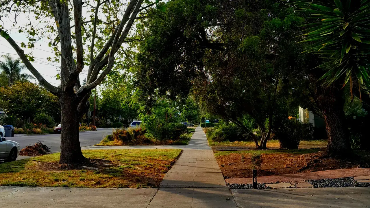 A tree-lined residential sidewalk in a San Francisco Bay Area neighborhood